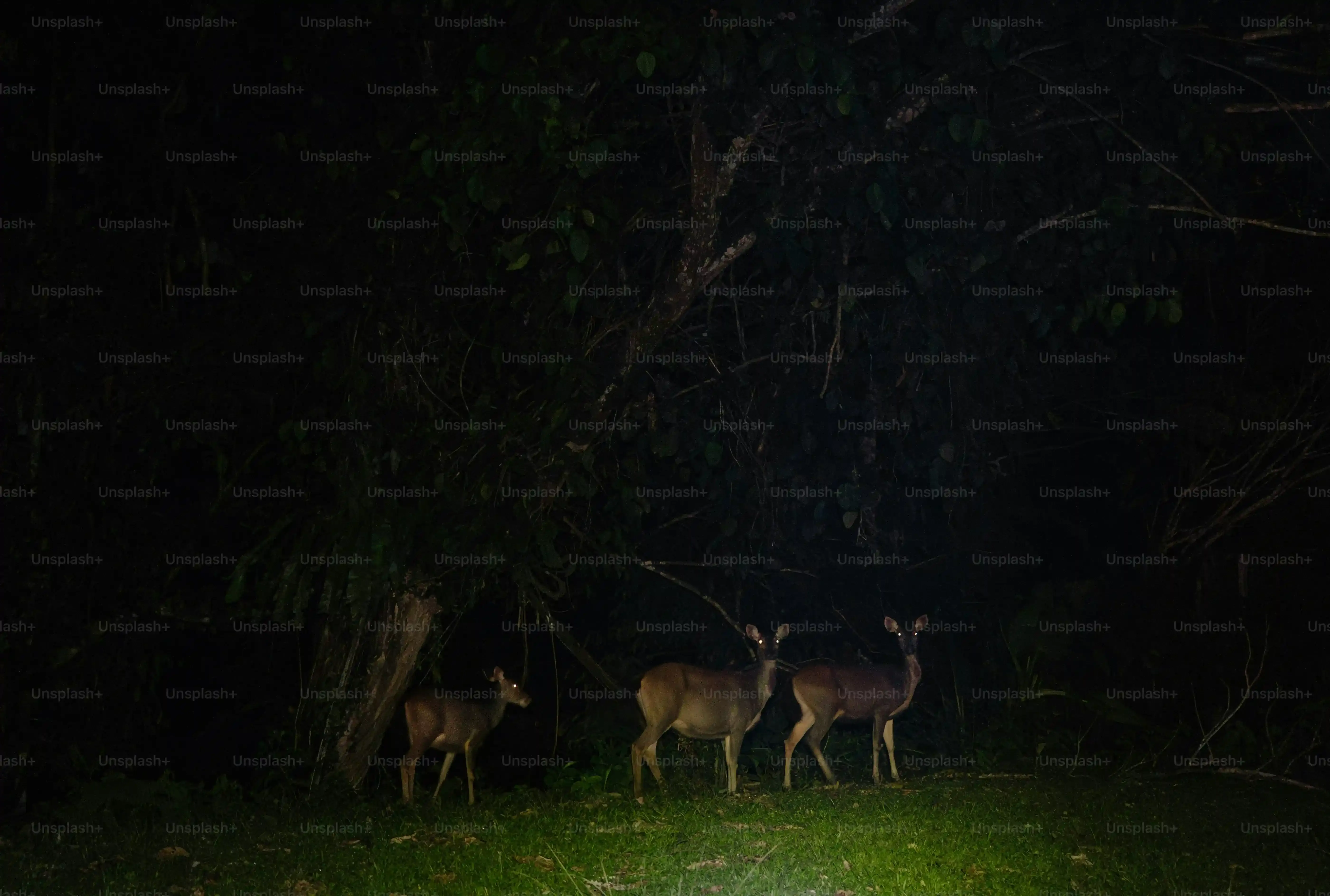 Tips for Planning Your Late Night Date Adventure